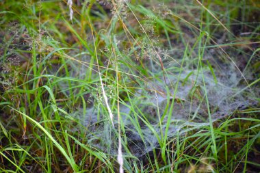 Tiny drops on fine threads create intricate patterns playing in the early light of morning
