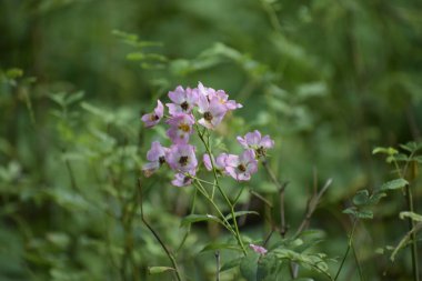 The beauty of the plant with elegant petals creates a sense of lightness and harmony among the green leaves