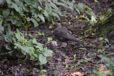 A moment in a natural environment where a blackbird explores the ground among bushes creating a sense of activity and connection with nature