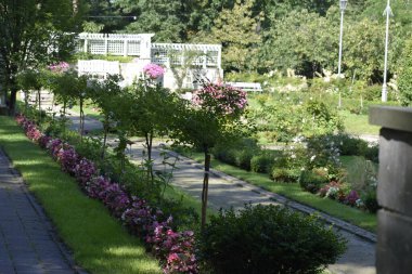 A moment among plants where various species create a harmonious space filled with textures, colors, and a sense of calm