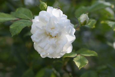 Closeup of a flower with delicate white petals creates a sense of purity and harmony against a softly blurred green or neutral background