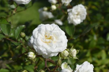 White flowers close up with delicate petals against green leaves bring a sense of purity and natural harmony