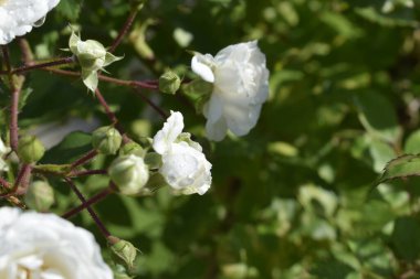 White flowers close up with delicate petals against green leaves bring a sense of purity and natural harmony
