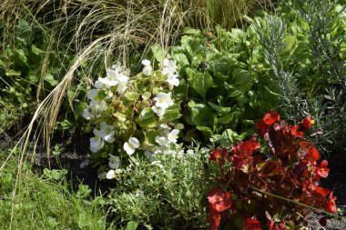 White and red flowers close up against green foliage create a vivid and harmonious scene