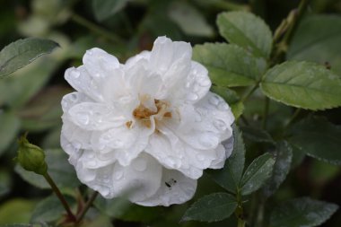 Yaprakların üzerine su damlaları damlayan parlak bir çiçeğe yakından bakmak tazelik, ahenk ve doğal güzellik hissi verir..