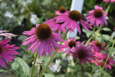 Yumuşak bir arkaplandaki mor ekinezya çiçeğinin yakından görünüşü tazelik, sakinlik ve doğal güzelliği yansıtır..