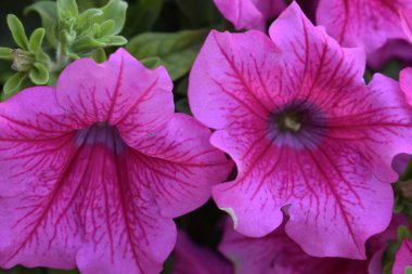 Yapraklar arasındaki petunya çiçeklerine yakından bakmak ve bulanık bir arkaplan, tazelik, ahenk ve doğal güzelliği yansıtır..