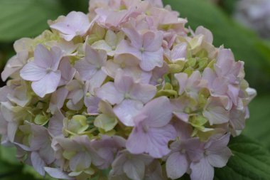 Büyük yapraklar yumuşaklık ve ahenk duygusu taşır. Yumuşak doğal arka plana karşı dururlar..