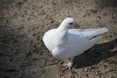Beyaz bir kuş yerde duruyor, kumlu arka planla kontrast oluşturuyor ve narin ve saf görünümünü vurguluyor..
