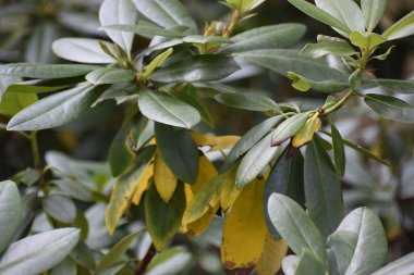 Yeşil ve sarı yapraklı dallar, bitkilerin doğal güzelliklerini vurgulayan canlı bir bileşim oluşturur..