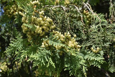 Ağacın yakın çekimi kozalakları ve kendine özgü dal yapısını gösteriyor. Bu da thuja 'nın doğal güzelliğini gösteriyor.