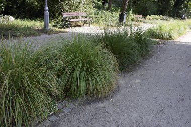 Cortaderia 'nın yakın çekimi, kabarık kabarıklıklarının ve kabarık dokusunun altını çiziyor.