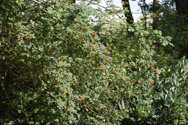 Kırmızı gül ağacı meyveli dalların kapatılması şekillerini ve dokularını ön plana çıkarır