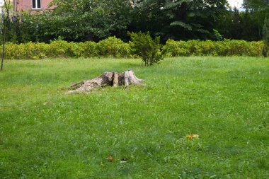 Görüntü, bir kütük, yeşillik ve açık bir çayırın sakinliğiyle doğal bir sahne gösteriyor..