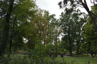 Görüntü ağaçlarla, yeşil bitki örtüsüyle ve merkezi bir patikayla huzurlu bir park alanını gösteriyor.