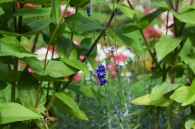 Hassas bir eğreltiotu yaprağı lavantası çiçek açarken rengarenk çiçekler yavaşça bulanık bir arkaplan oluşturur.
