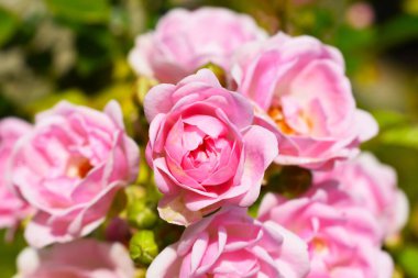 Bonica82 gülü hassas taç yaprakları ve keskin odaklı yumuşak dokular sergiler.