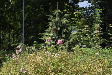A summer landscape features a tall evergreen tree with pink flowering bushes and lush green foliage in the foreground