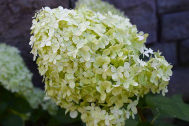 Yakından bakınca, doğal ışık altında büyük bir yaprak çiçeğinin yumuşak dokuları ve katmanlı taç yaprakları ön plana çıkıyor.