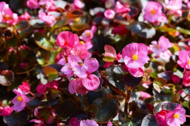 Çiçek açan bir bitki, doğal ışıktaki bol yaprakları ve canlı dokuları göstererek yakından görüntülenir.