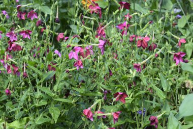 Çeşitli çiçeklerle dolu canlı bir çiçek tarlası arka planda yeşillik olan bir park ortamında renkli bir kompozisyon oluşturur.