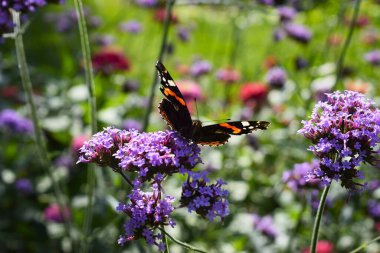 Çiçekteki kelebek, bir yaz bahçesinde incelik, hafiflik ve doğal güzelliğin bir görüntüsünü yaratır..