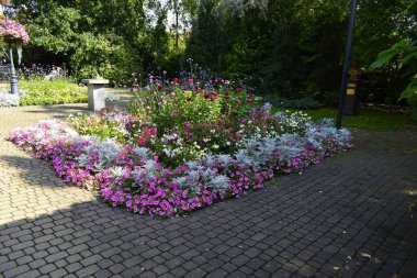 Çiçek tarlası çok renkli çiçeklerle dolu. Doğal güzelliğin uyumlu ve canlı bir atmosferi var..