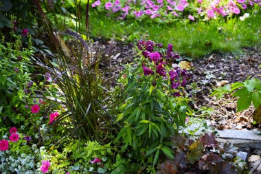 Çiçek tarlası çok renkli çiçeklerle dolu. Doğal güzelliğin uyumlu ve canlı bir atmosferi var..