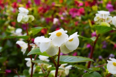 Narin çiçeklerle çiçek açan köpek ağaçlarının sakin bir sahnesi, doğanın uyumu ve dallar arasındaki hafif ışık ve gölgeyi vurguluyor..