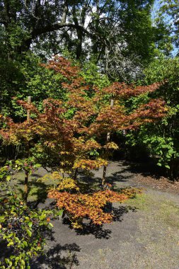 Çarpıcı bir Japon akçaağacı canlı kırmızı yapraklar sergiler. Dalları narin bir desen oluşturarak doğal güzelliğin sakin ve resimsel bir manzarasını yaratır.