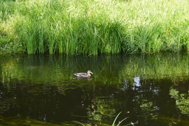Yaban ördeği, uzun yeşil çimenler ve sazlıklarla çevrili bir gölette zarif bir şekilde süzülür. Huzurlu ve doğal bir vahşi yaşam ortamı yaratır.