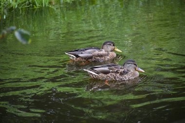 Vahşi bir ördek zarif bir şekilde gölette yüzer. Yakından çekilir. Detaylı tüylerini ve etrafındaki hafif su dalgalarını vurgular.