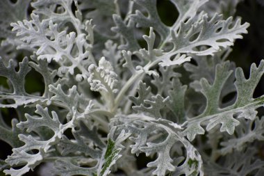 Gümüşi bir süs bitkisi yakın planda gösterilir, dokulu yapraklarını, katmanlı yapısını ve yumuşak doğal tonlarını vurgular.