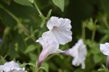 Canlı karışım gölgelerin uyumunu yaratır ve sıcaklık ve neşe hissi verir..