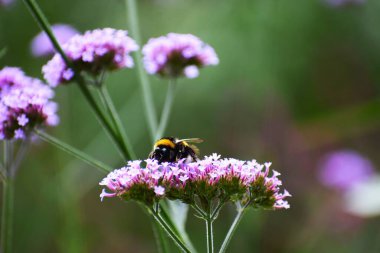 Yumuşak renkler ve ışık doğal denge ve nazik cazibeyle dolu huzurlu bir sahne yaratırken böcek, menekşe üzerine sakince tünemiş.