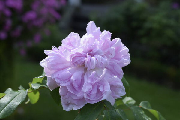 A blossoming rose close up with soft pink hues on a blurred green backdrop conveys a sense of romance and elegance