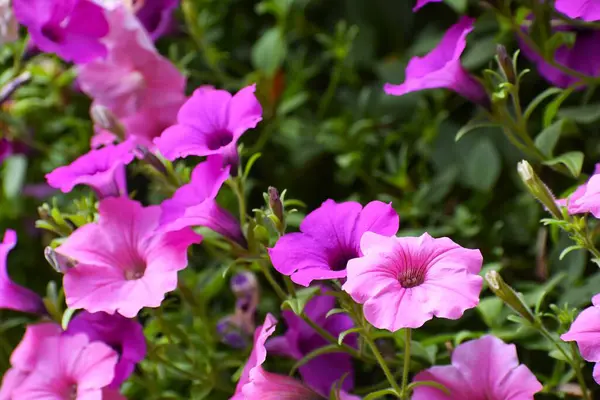 Canlı karışım gölgelerin uyumunu yaratır ve sıcaklık ve neşe hissi verir..