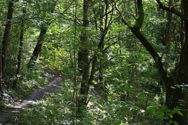 İleride ağaçlar ve yeşilliklerle çevrili sessiz bir orman yolu uzanıyor. Huzurlu ve uyumlu bir manzara yaratıyor. Doğada yürümek ya da dinlenmek için mükemmel.