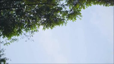 Yeşil Yapraklarla İlkbahar Çiçeği Şehir Şubelerinde Yeşil yapraklar ve beyaz çiçeklerle Parlak güneş ışığı altında bulanık şehir binalarına karşı çiçek açıyor.