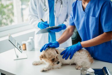 Veteriner doktor ve veteriner kliniğinde shih tzu köpeği.