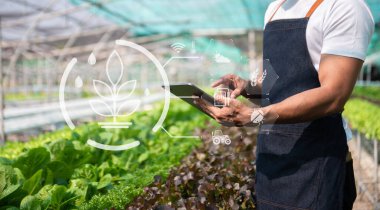 Adam çiftlikte marul yetiştirirken büyüme süreci ve yeşil arka planda kimyasal formül kullanıyormuş. Görsel Meksika ile