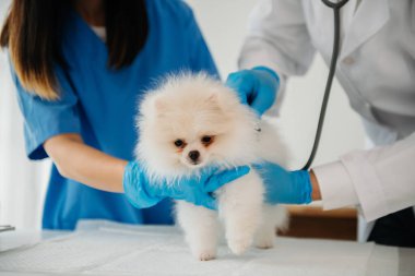 İki doktor muayene ediyor. Veteriner hekimliği konsepti. Pomeranian veteriner kliniğinde.