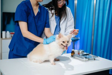 Veterinarian and nurse checking a cute small dog in a clinic. Pet health, professional vet care, and animal treatment services in a modern veterinary setting.