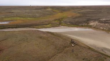 Sonbaharda Tundra 'dan geçen kuzeyli vatandaşlarla dolu bir ren geyiği kızağı manzarası. 4k