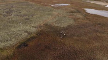 Sonbaharda Tundra 'dan geçen kuzeyli vatandaşlarla dolu bir ren geyiği kızağı manzarası. 4k