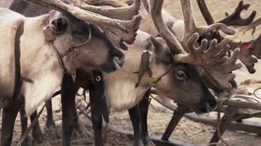 Sonbaharda Tundra 'da bir yurdun yanında yerli boynuzlu geyik. Rusya 'nın küçük insanlarına ait ren geyikleri. 4k 