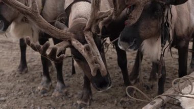 Sonbaharda Tundra 'da bir yurdun yanında yerli boynuzlu geyik. Rusya 'nın küçük insanlarına ait ren geyikleri. 4k 