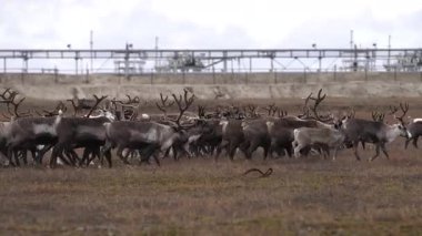 Sonbaharda tundrada bir çayırda boynuzlu geyik sürüsü otlar. 4k 