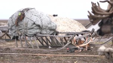 Sonbaharda Tundra 'da bir yurdun yanında yerli boynuzlu geyik. Rusya 'nın küçük insanlarına ait ren geyikleri. 4k 