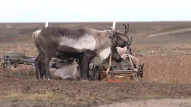 Sonbaharda Tundra 'da bir yurdun yanında yerli boynuzlu geyik. Rusya 'nın küçük insanlarına ait ren geyikleri. 4k 